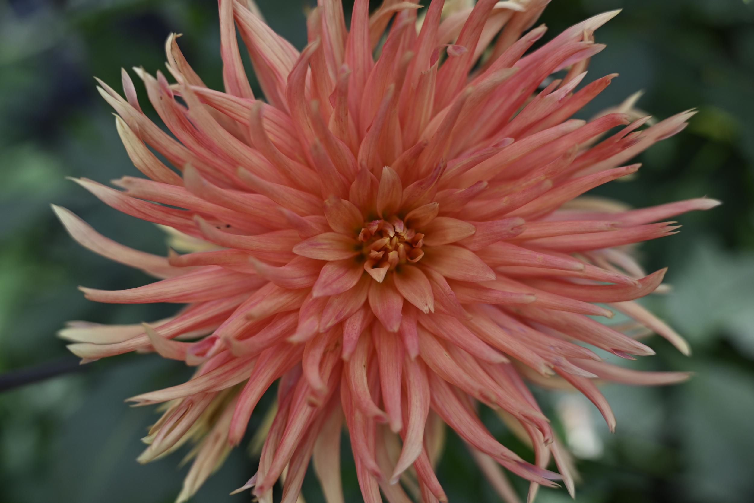 Tamron 35-150mm f2-2,8 Naheinstellungstest