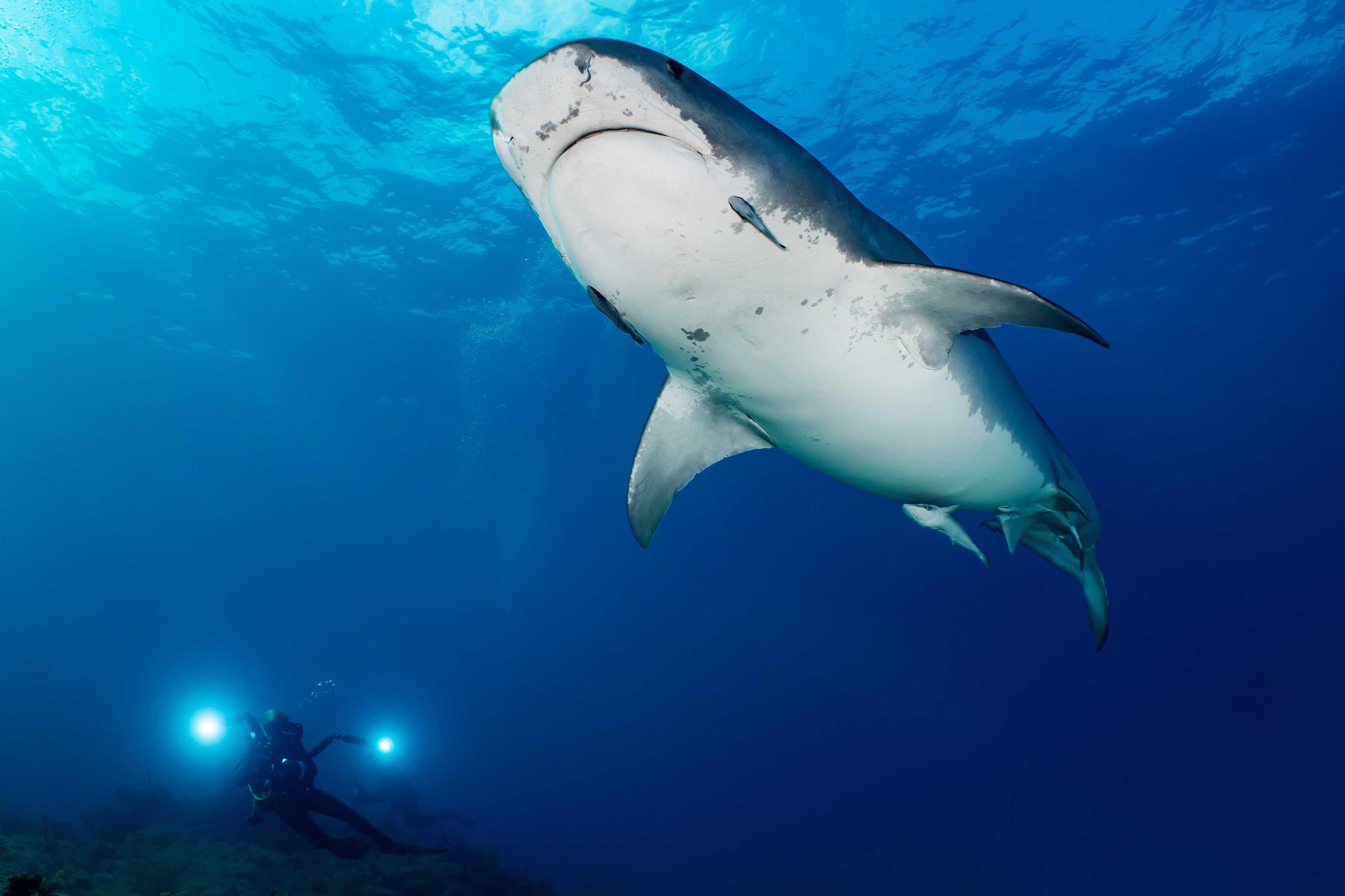 Unterwasserfotografie