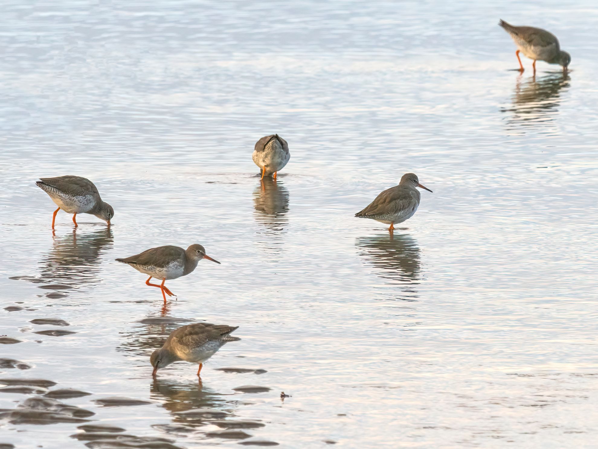 OM System OM-1 mit Olympus 300mm & 2x Konverter