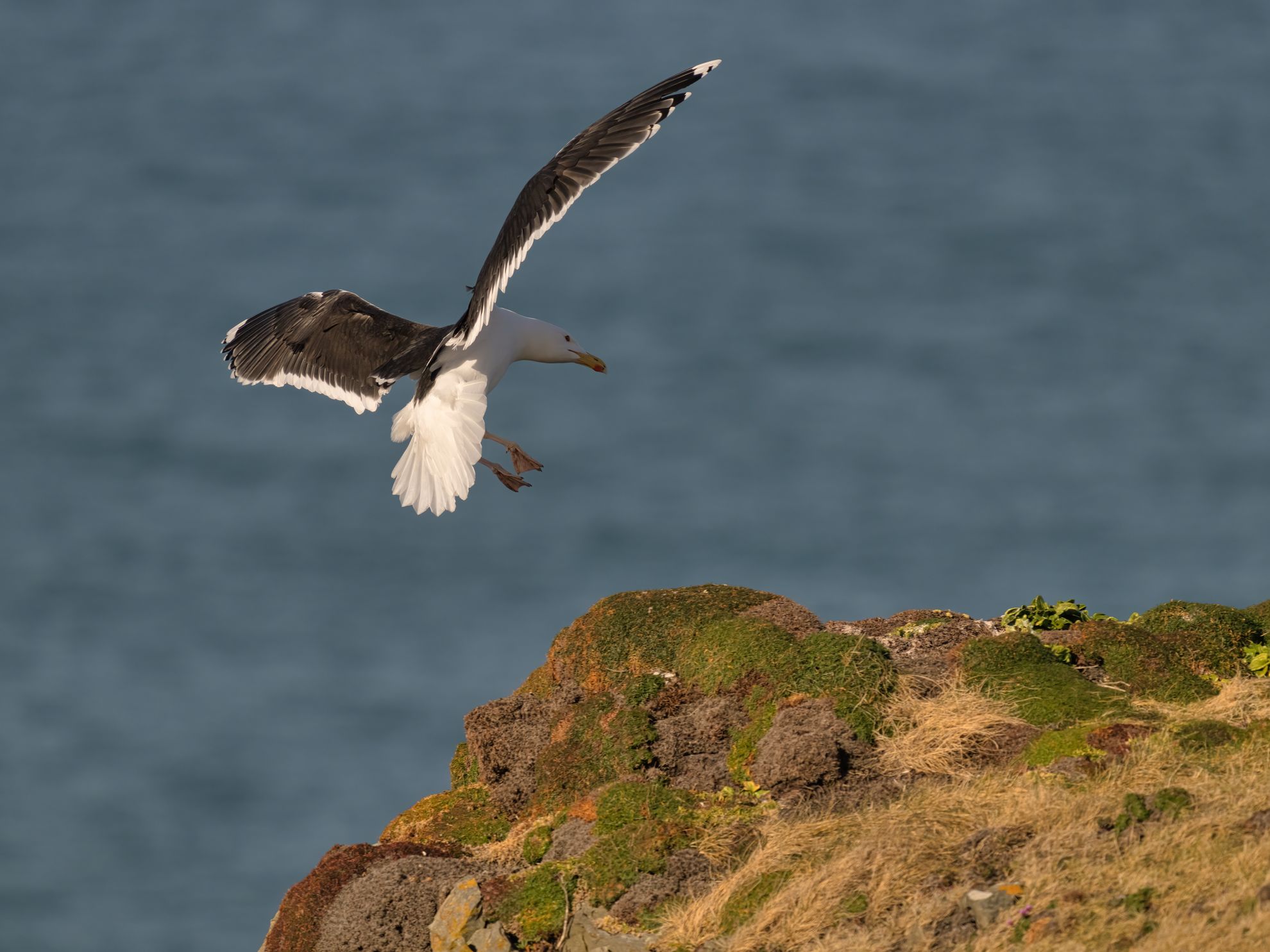OM-1 mit Olympus 300mm f/4