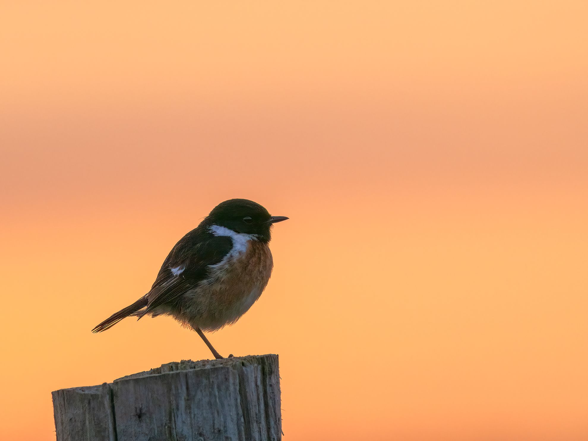 OM System OM-1 mit Olympus 300mm & 2x Konverter