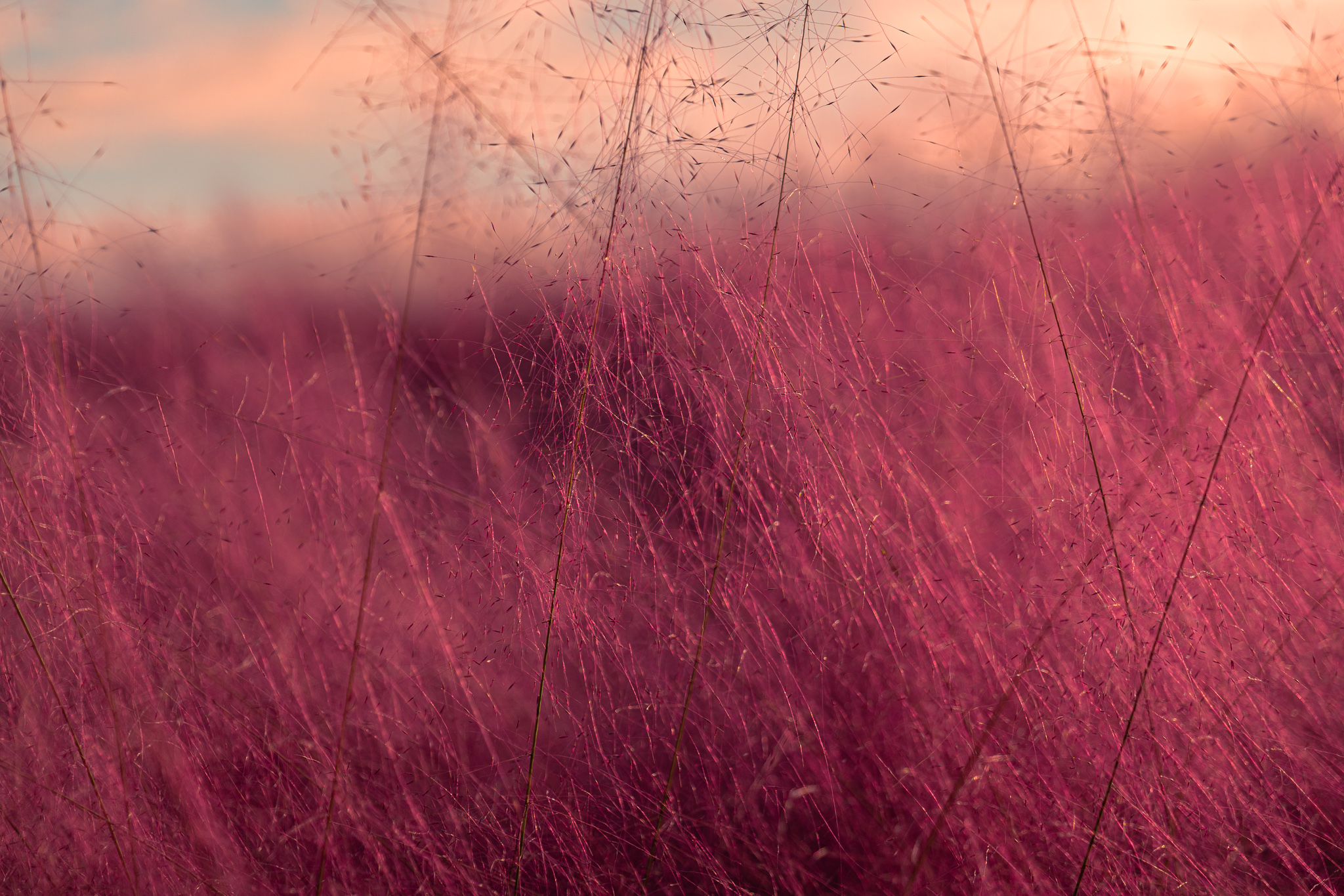 Osaka Expo 70 Commemorative Park mit dem Panasonic 24-105mm f4