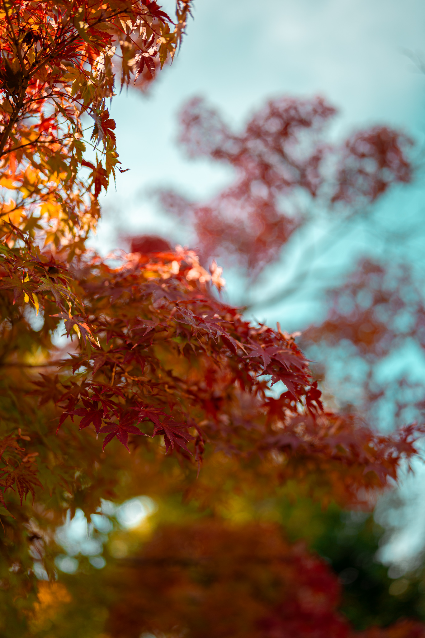 Osaka im Herbst mit dem Sigma 35mm f1,2