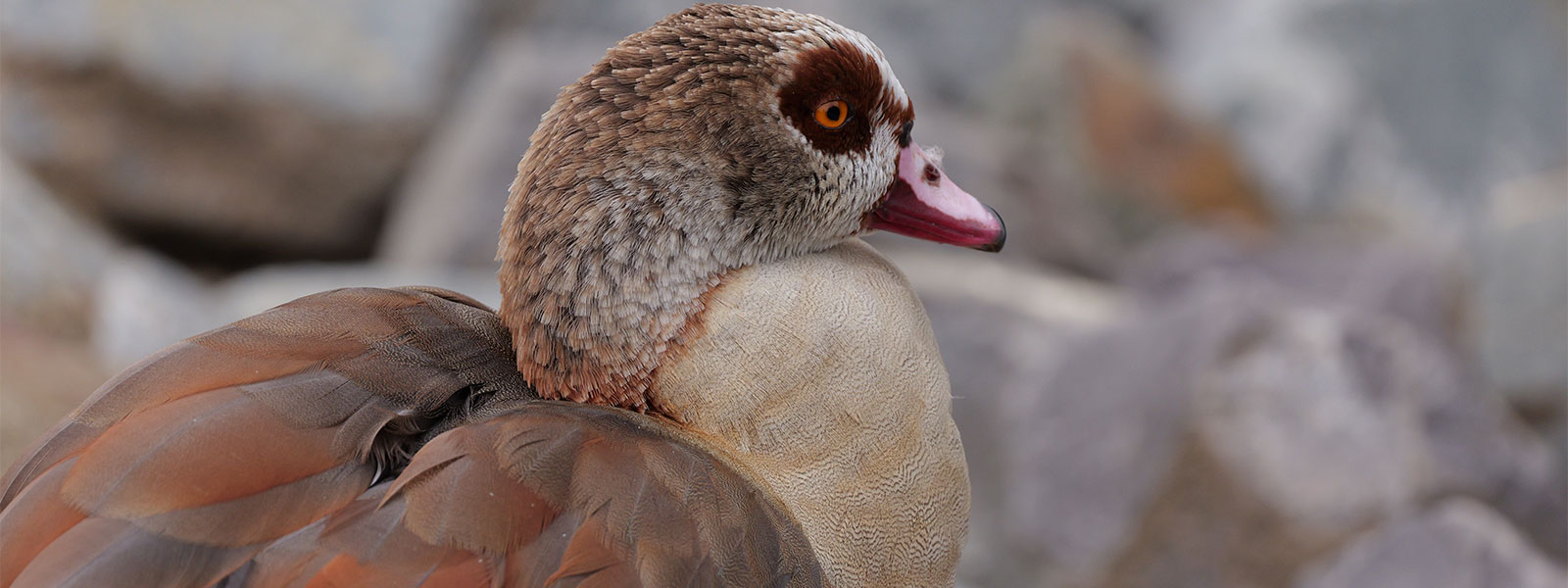 Motive einfangen mit Lumix S-R100500 Superteleobjektiv