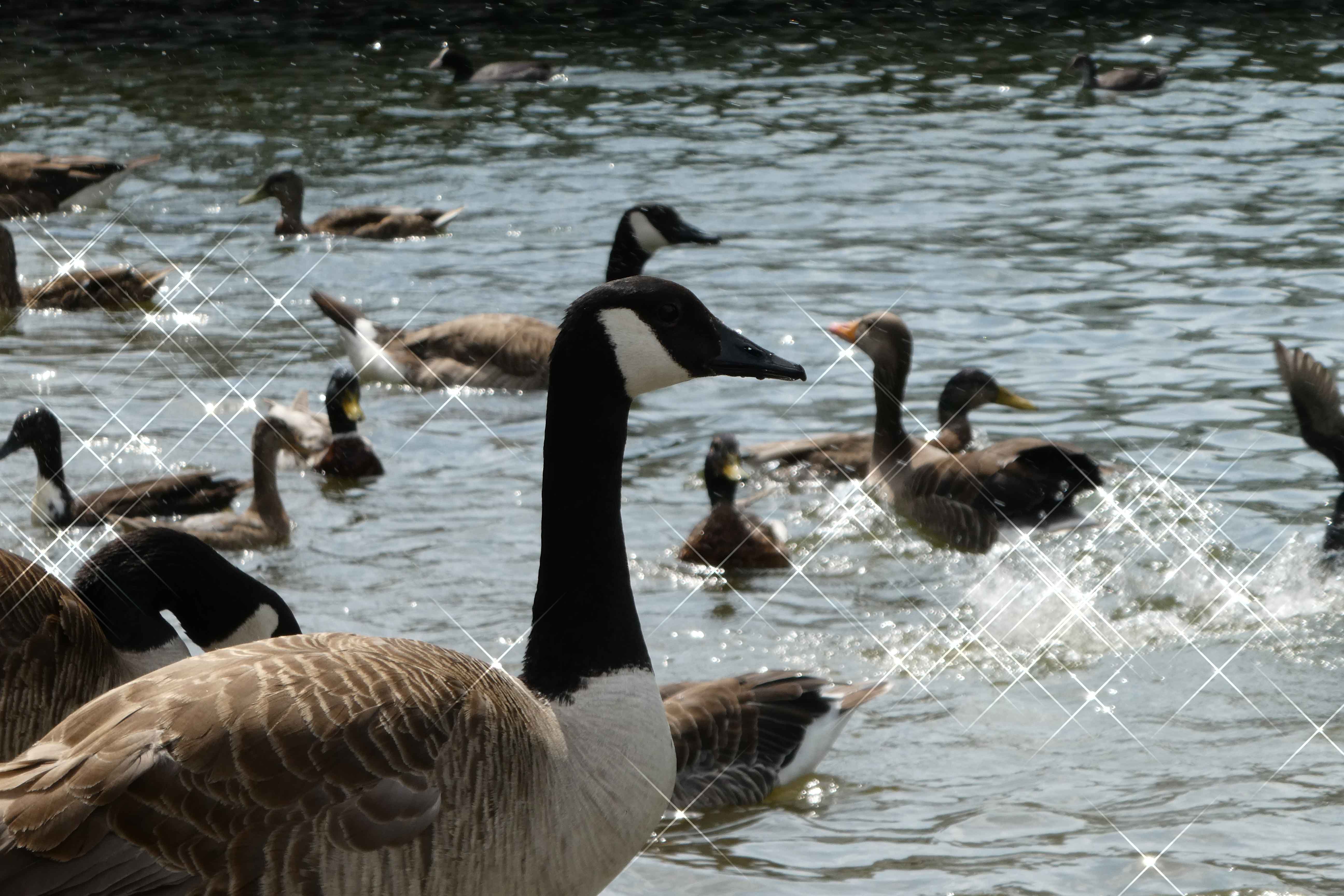 Panasonic DC-TZ 91 - Testfoto Sceneprogramme