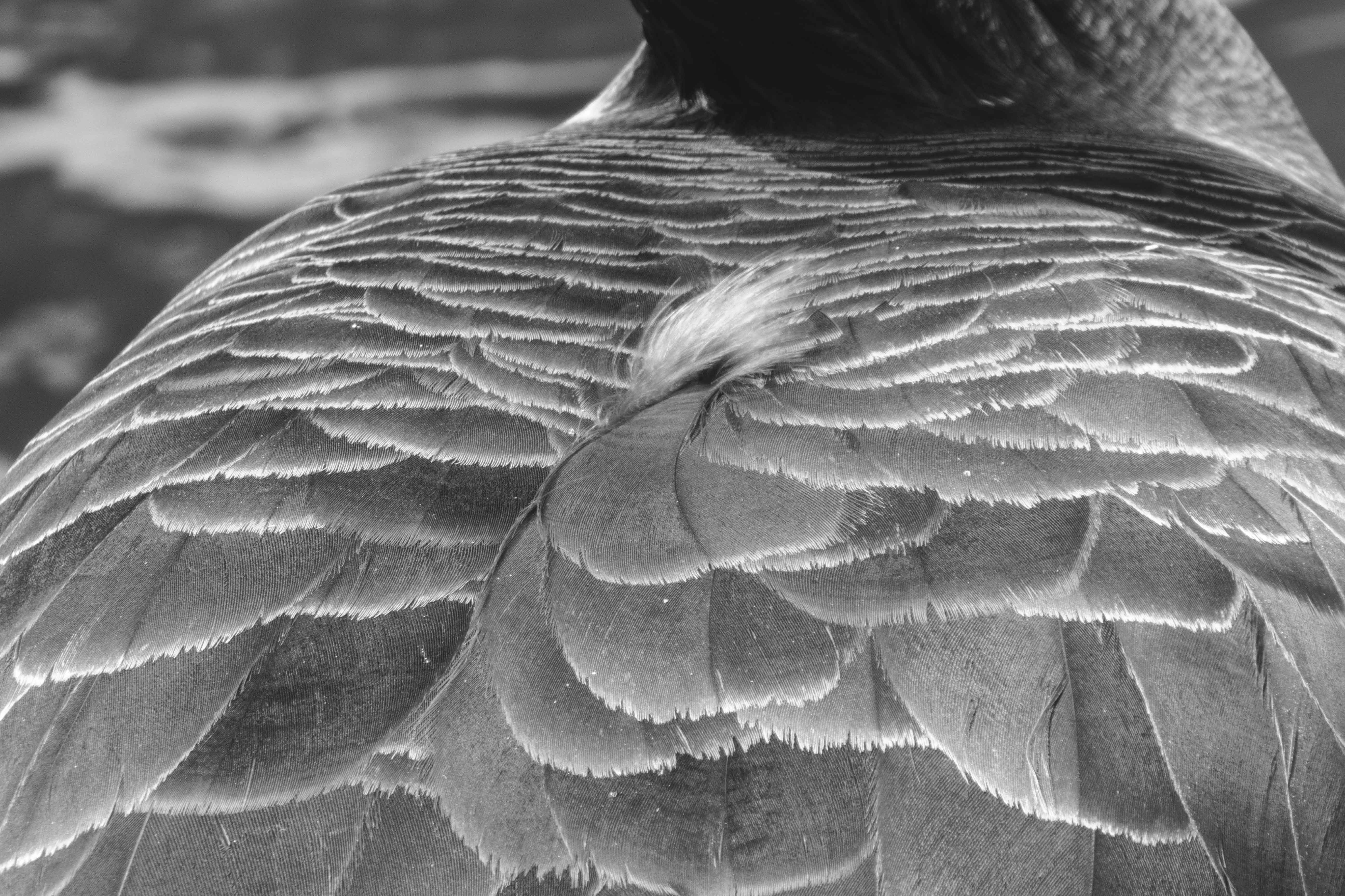 Panasonic DC-TZ 91 - Testfoto Schwarzweiß