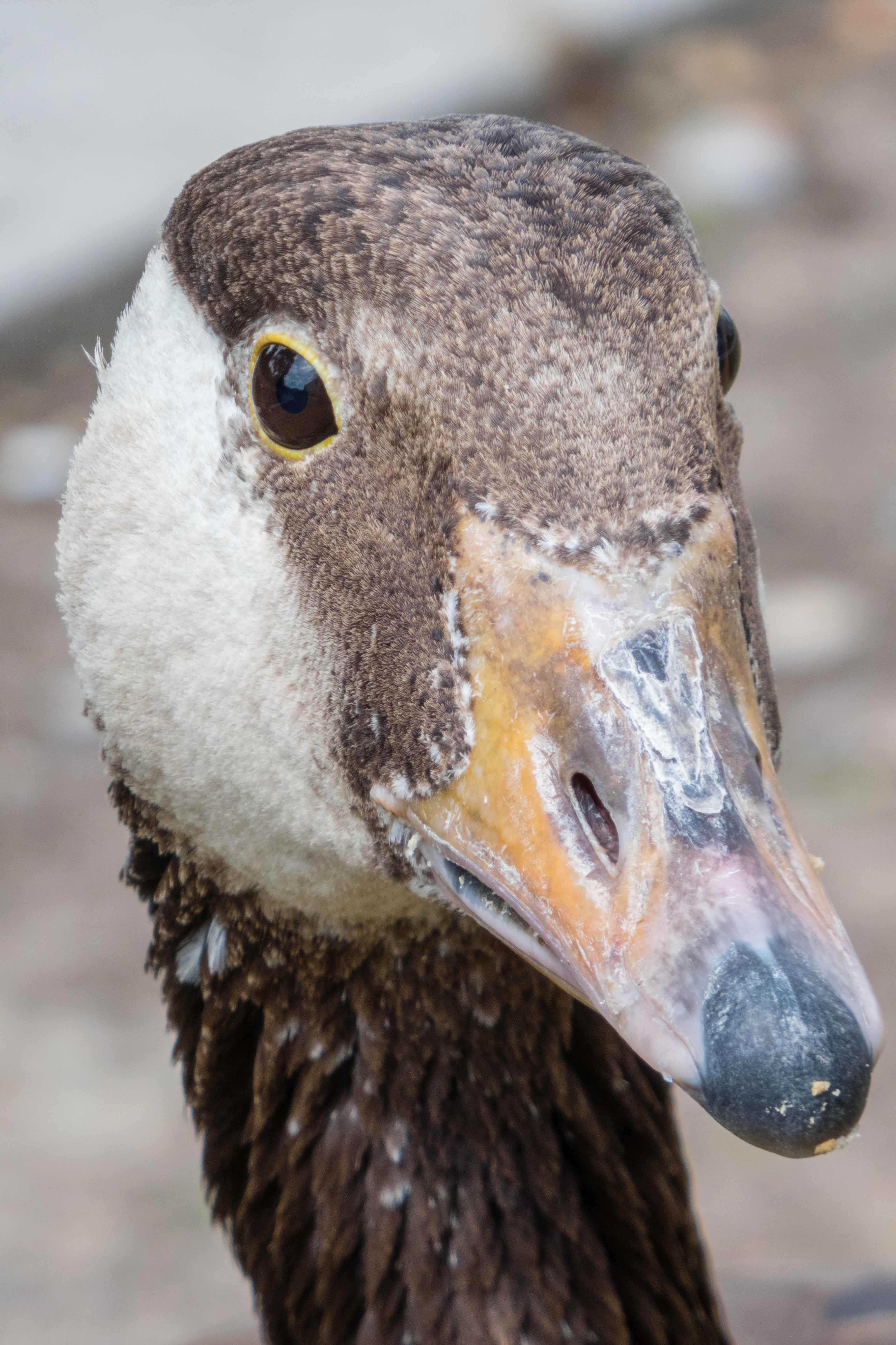 Panasonic DC-TZ 91 - Testfoto Zoom