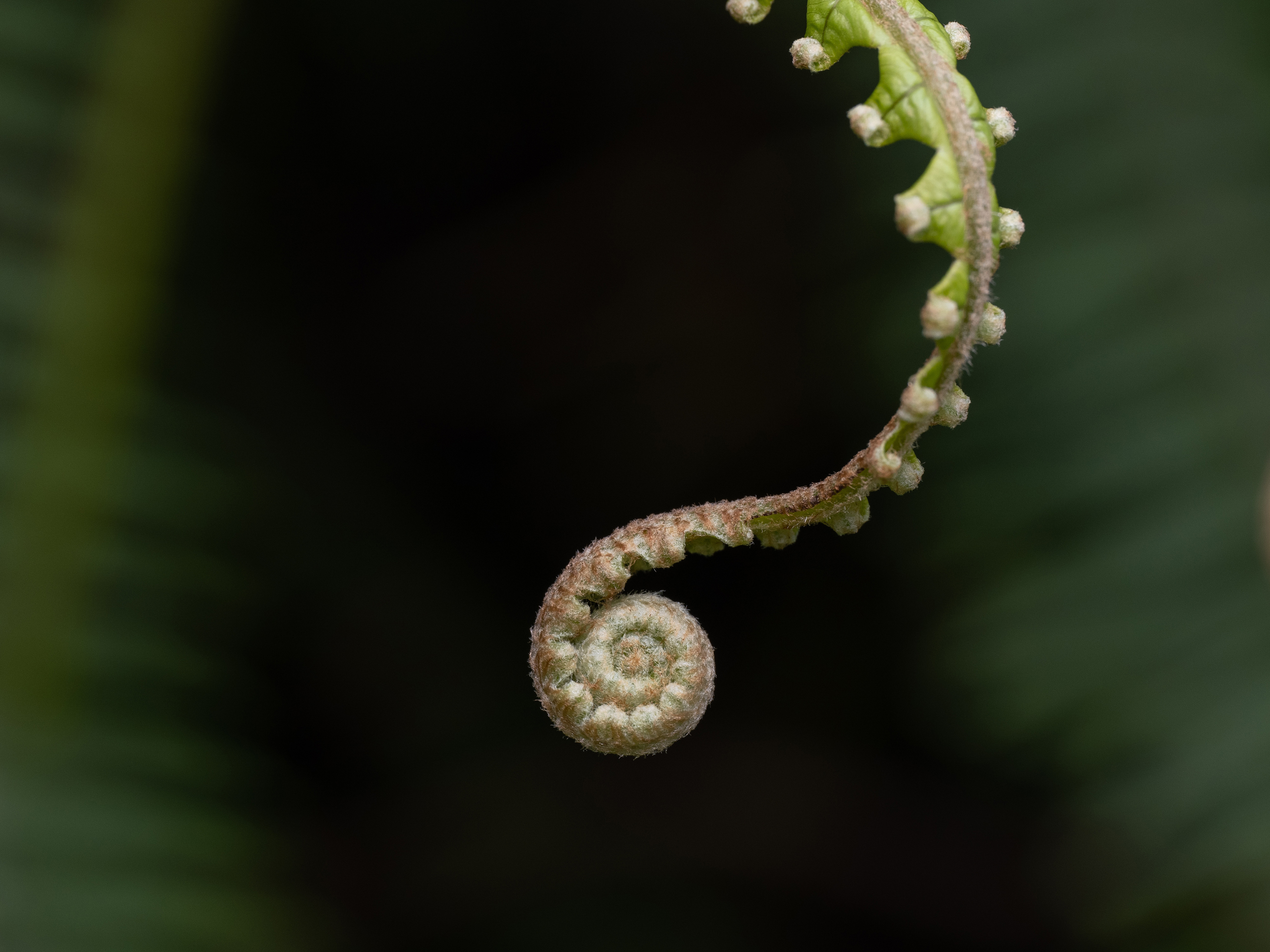 OM SYSTEM M.Zuiko AF 90mm f/3,5 ED Makro IS PRO - Beispielbild fÃ¼r Anwendung an Pflanzen