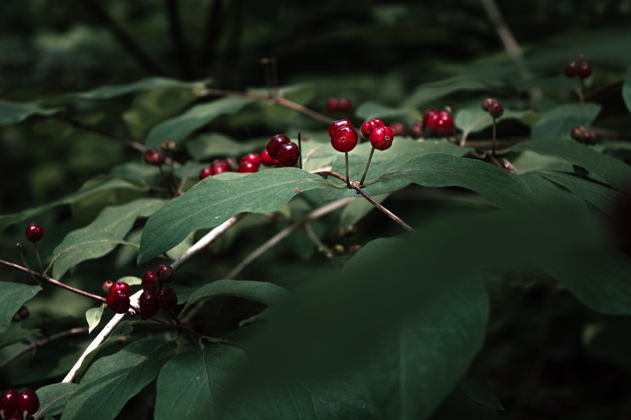 Detailaufnahme Pflanzen â€“ Nikon Nikkor Z DX 16-50mm f/3,5-6,3 VR