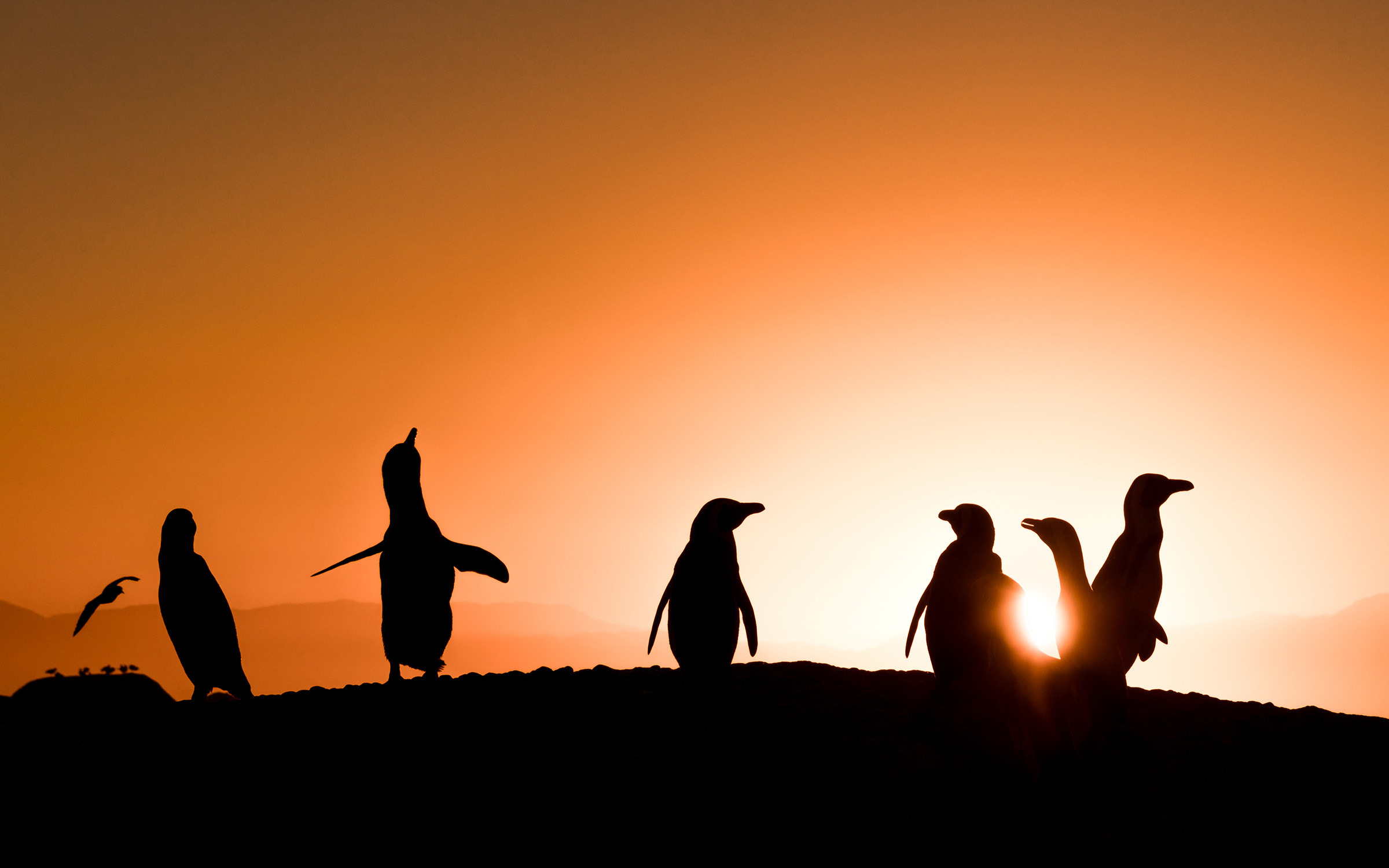 Platz Eins Fotowettbewerb Orange