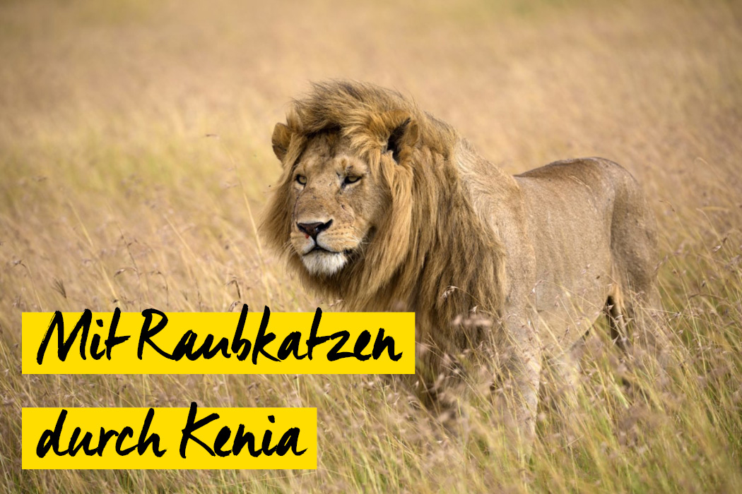 Raubkatzenfotografie in Kenia