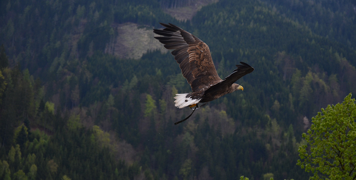 Egal ob Spatz oder Raubvogel, mit einem Fernglas ungestört beobachten