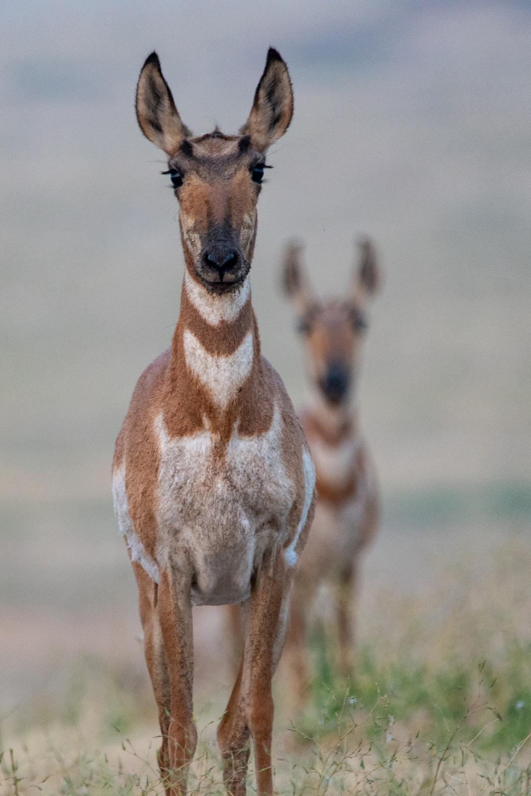 Rehe fotografieren mit Telezooms