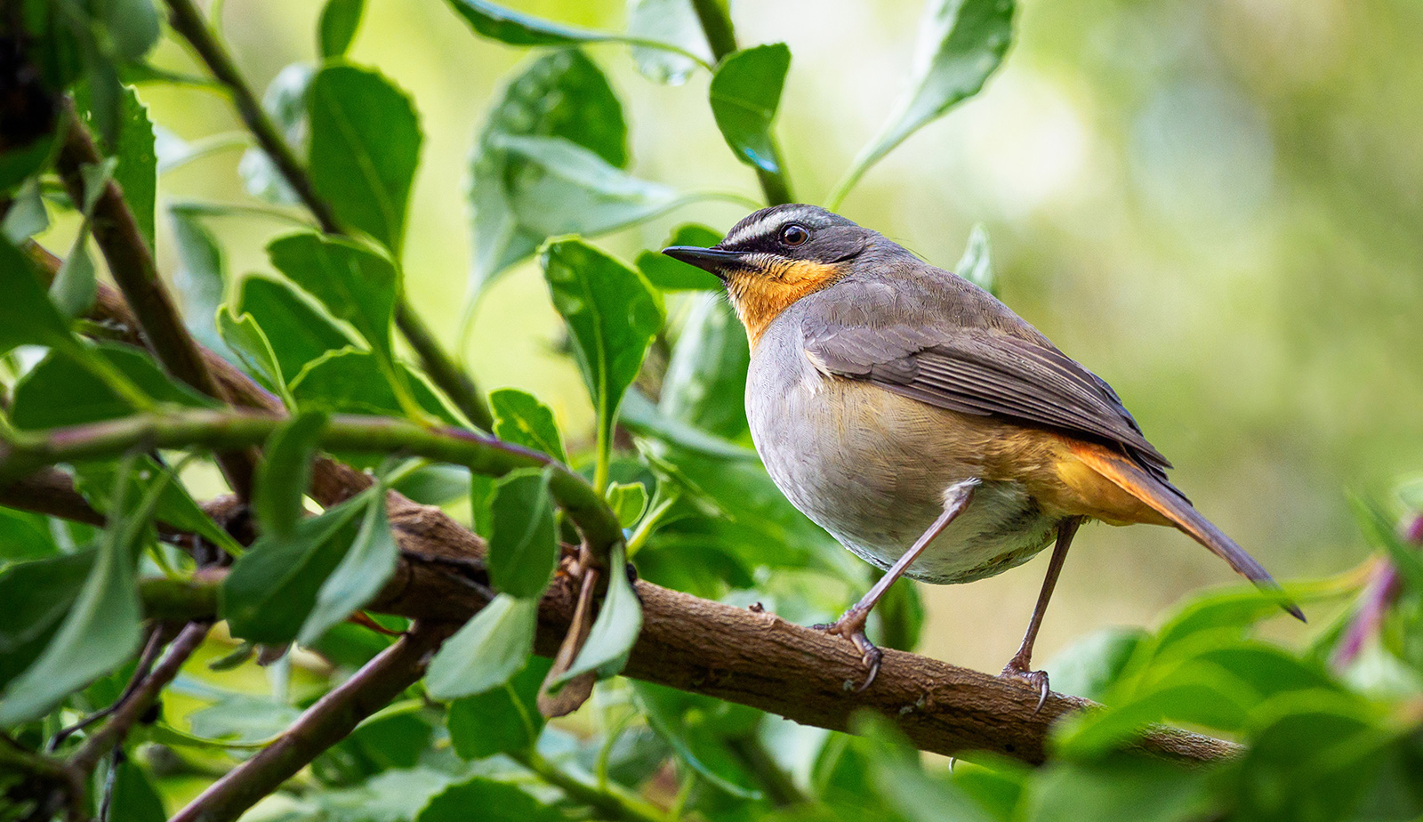 Rotkählen im Baum beobachten mit einem Fernglas