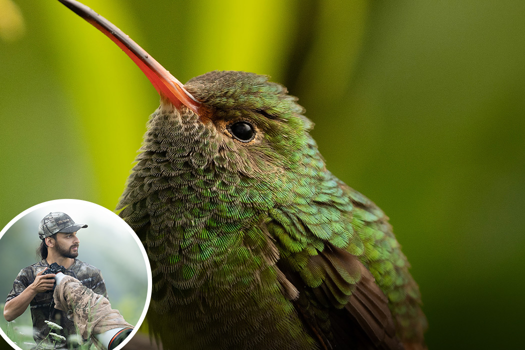 Rund ums perfekte Wildlife-Foto: Ausrüstung, Bearbeitung & Co. (Sasan Amir)