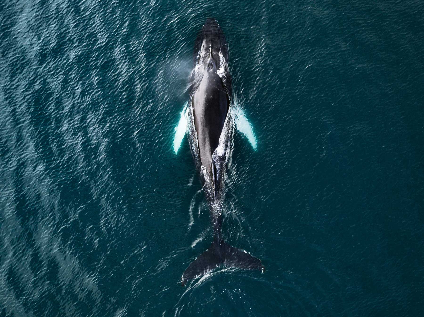 Germandrones Vogelperspektive