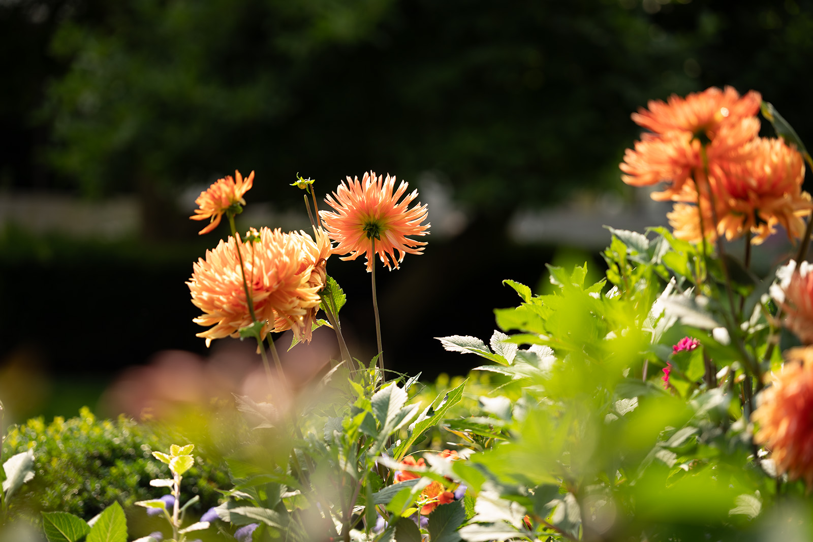 Testfoto SchÃ¤rfe Sigma 28-105 DG DN Art - 105mm, f 2.8, 1 320s