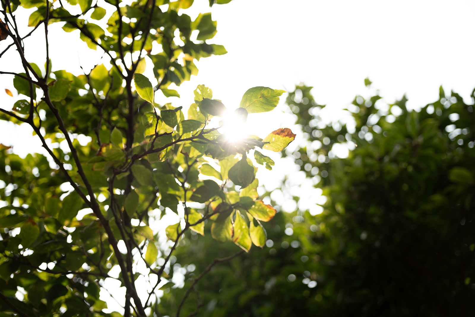 Bokeh und Gegenlicht - Test des Sigma 28-105 DG DN Art