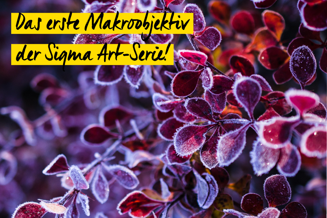 sigma neuheit makro