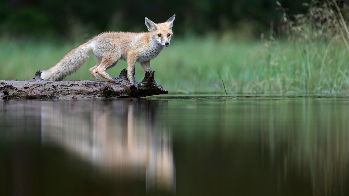 Beispielbild Sigma Sports 120-300mm