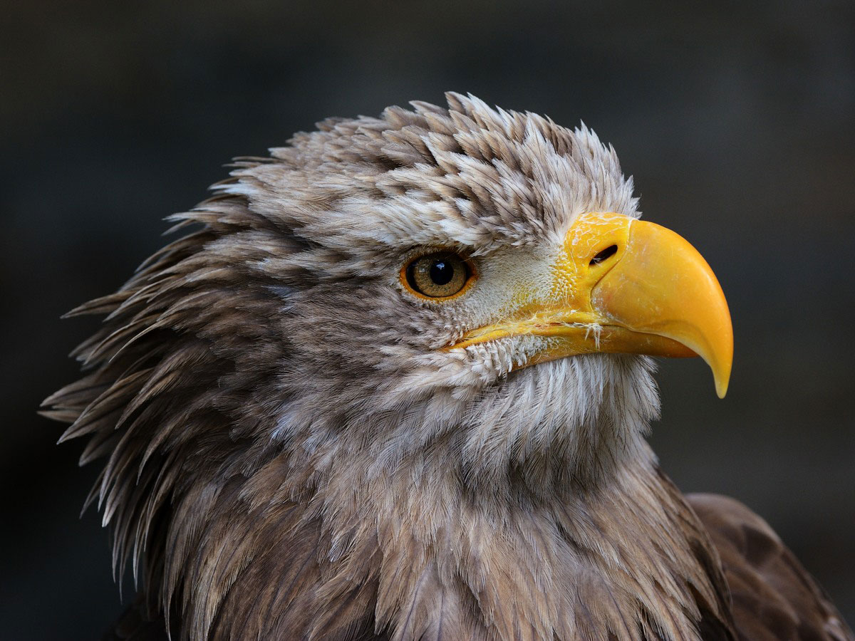 Beispielbild Sigma Sports 120-300mm