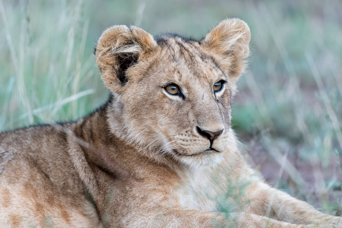 Beispielbild Sigma Sports 500mm