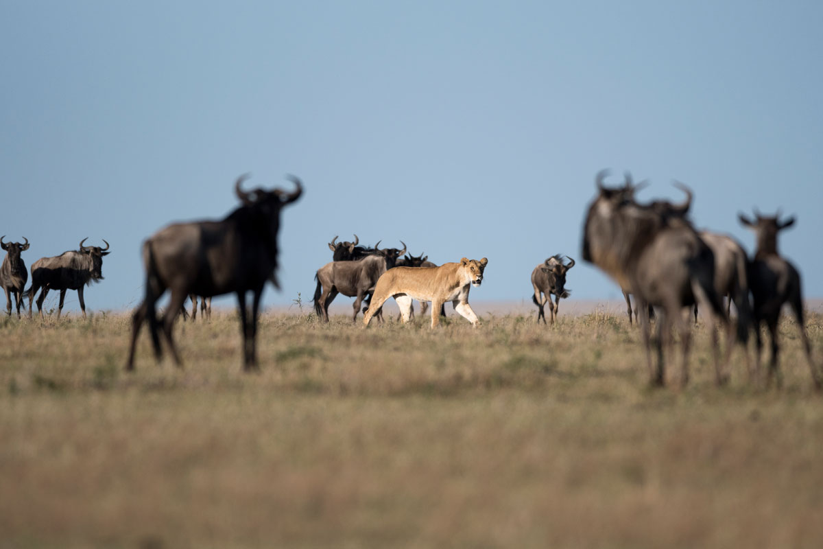 Beispielbild Sigma Sports 500mm