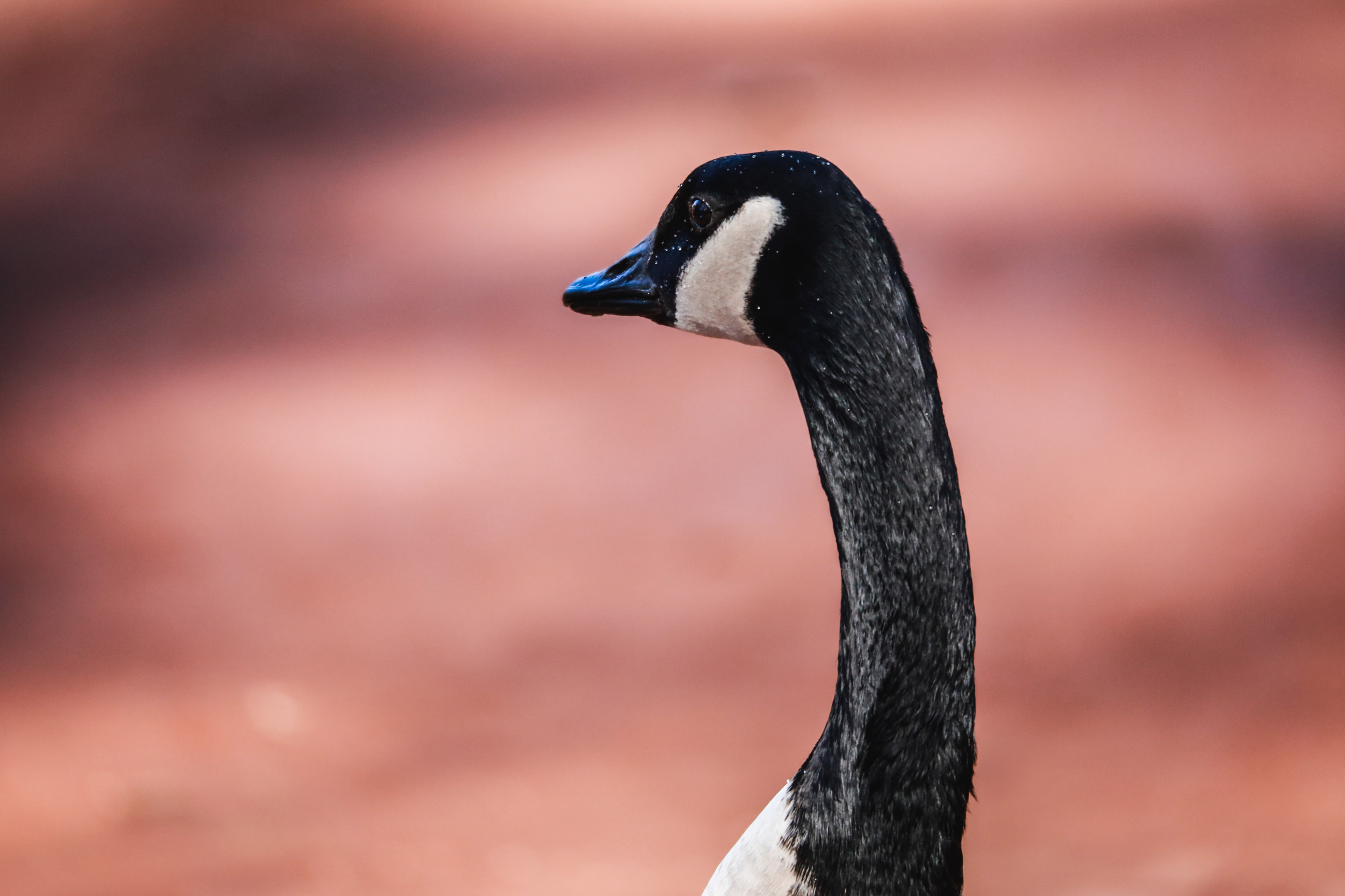 Wasservogel Tierfotografie
