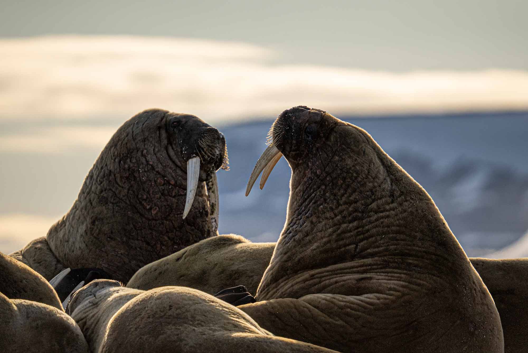 Sigma 150-600mm Tierfotografie