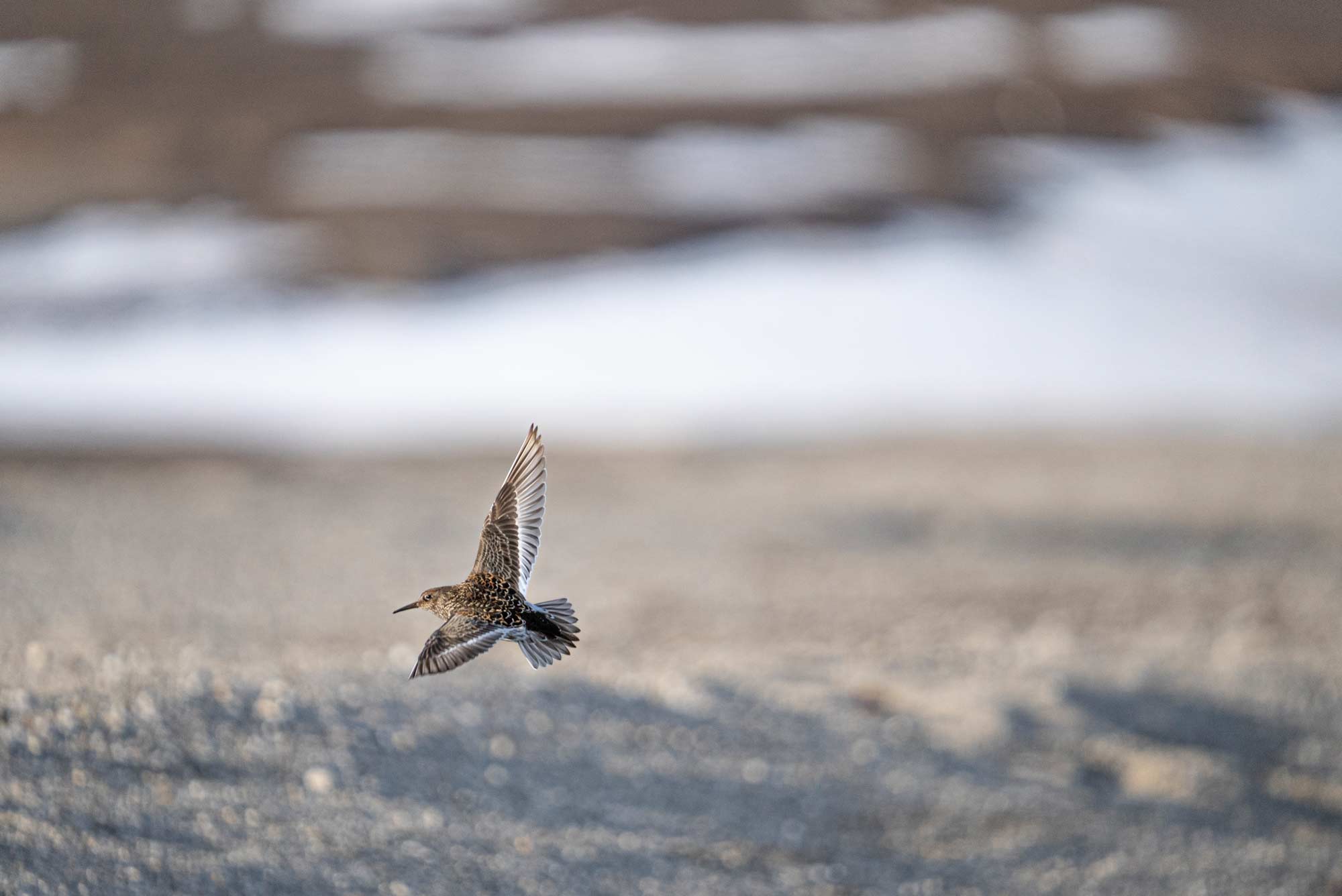 Sigma 150-600mm Tierfotografie