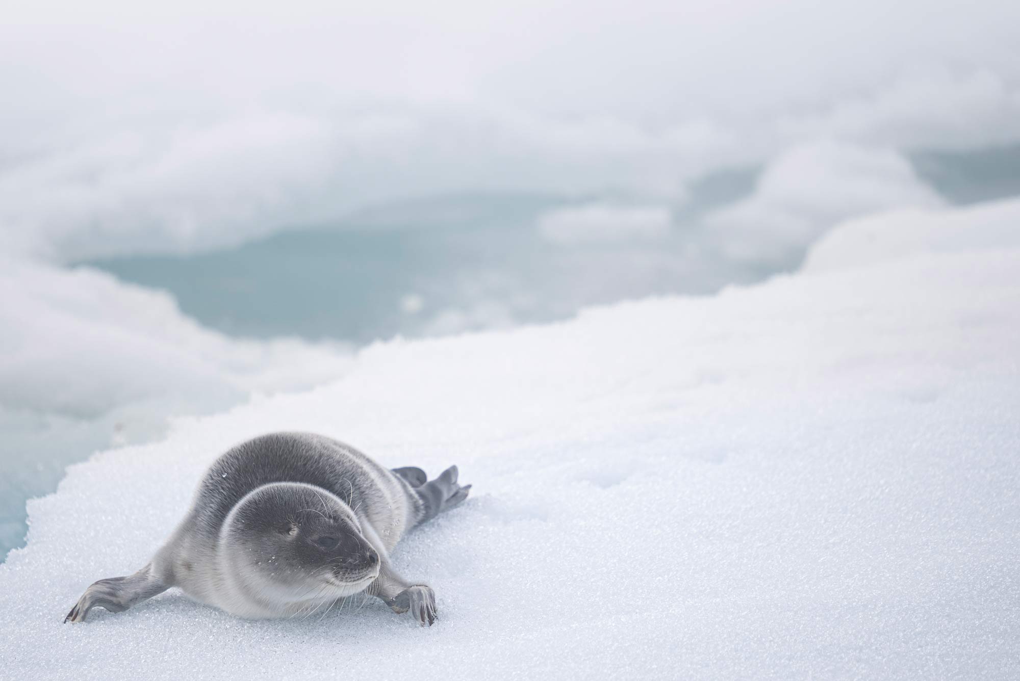 Sigma 150-600mm Tierfotografie