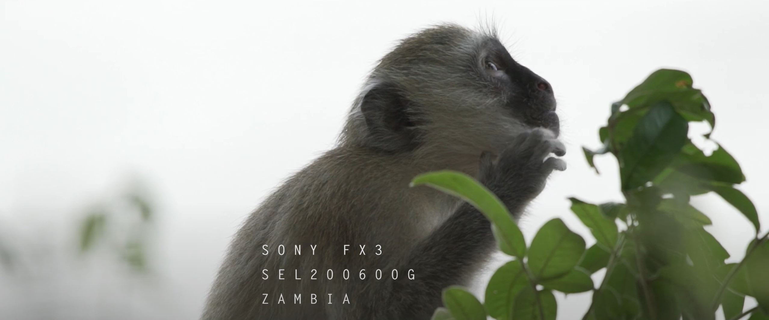 Sony SEL 200-600mm an der Sony FX3