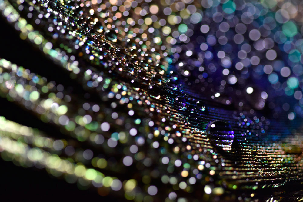 Beispielbild Tamron SP 90 mm