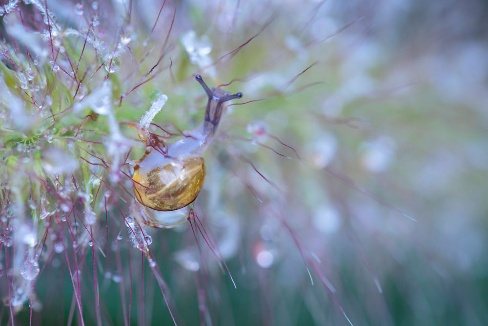 Beispielbild Tamron SP 90 mm