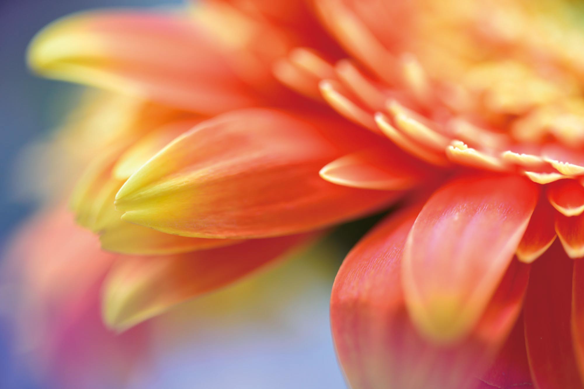 Tamron 90mm Festbrennweite 