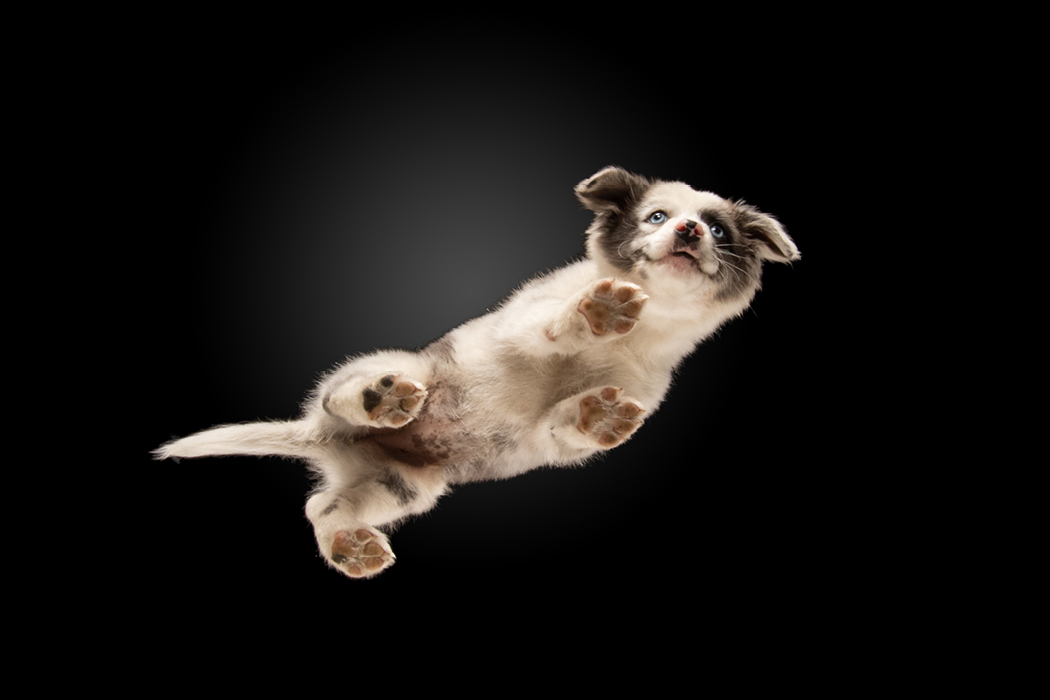 Projekt Underdog Teaser