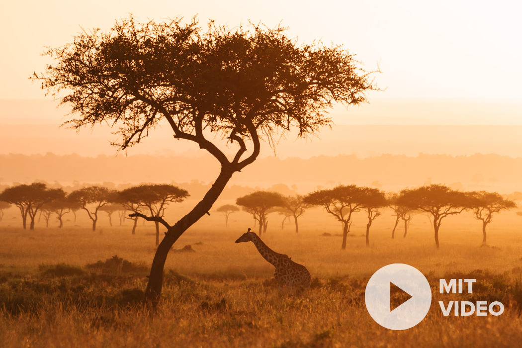 Nikon Z Safari Fotografie