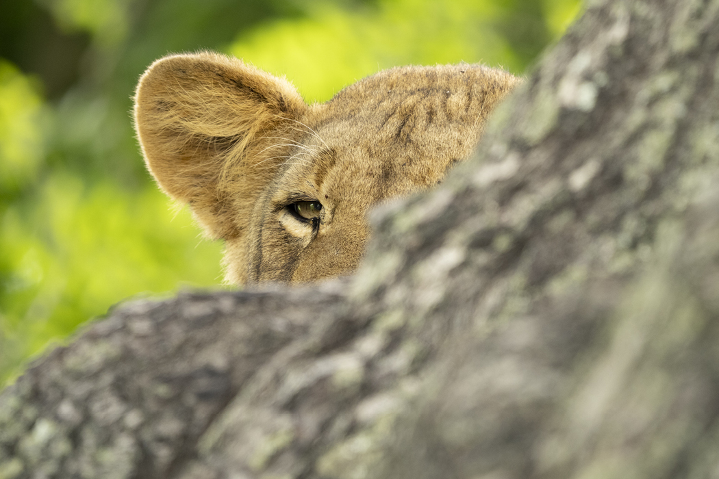 Olympus 150-400mm Teleobjektiv Namibiareise