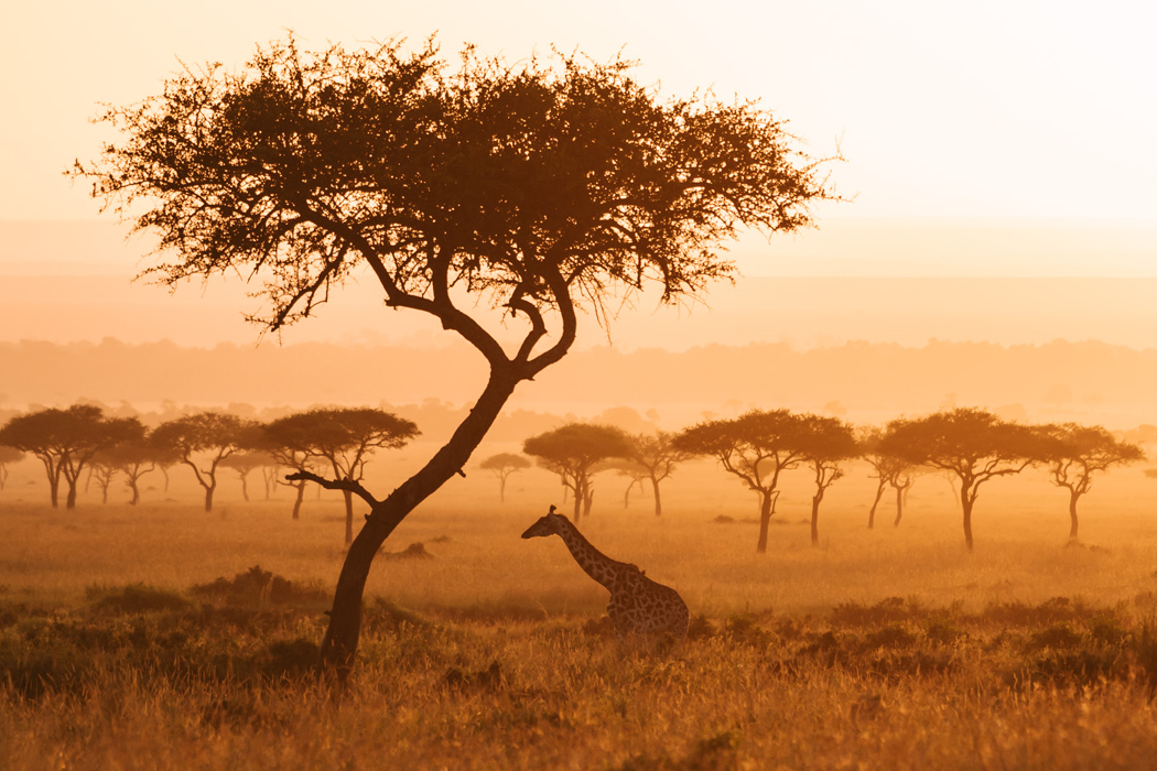 Safari Fotografie Nikon Z