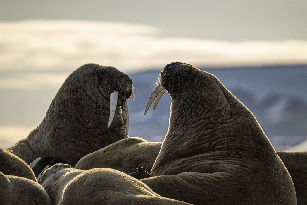 Sigma 150-600mm Tierfotografie