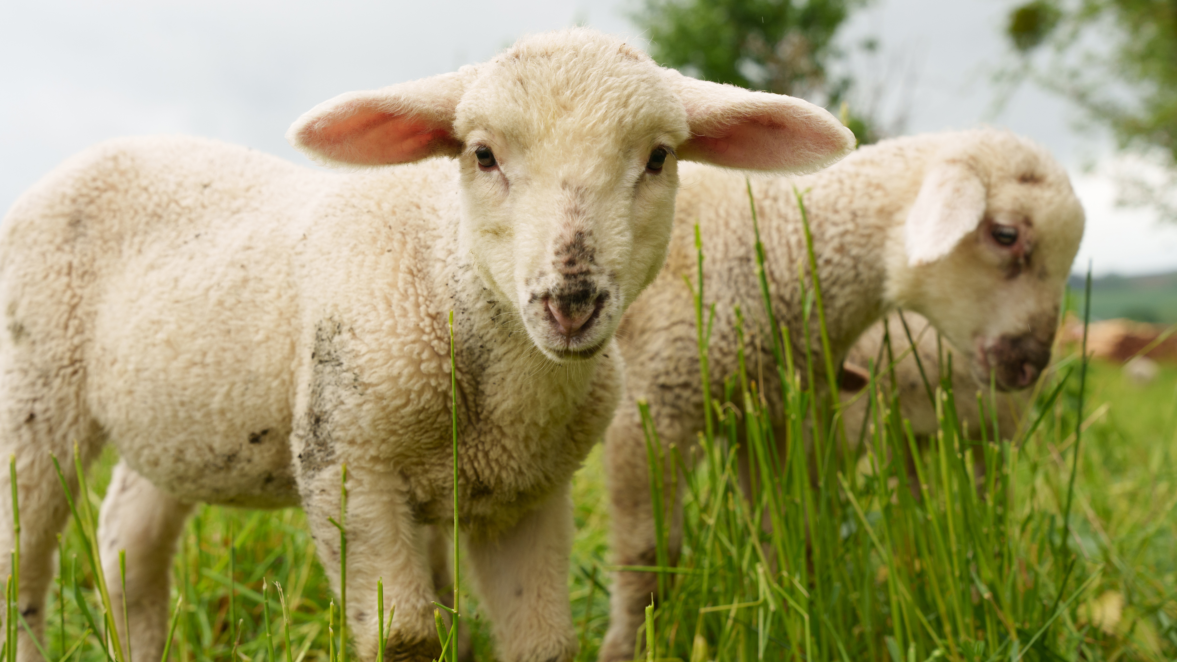 Testbild von Scharfen für Schärfe in Vergrößerung