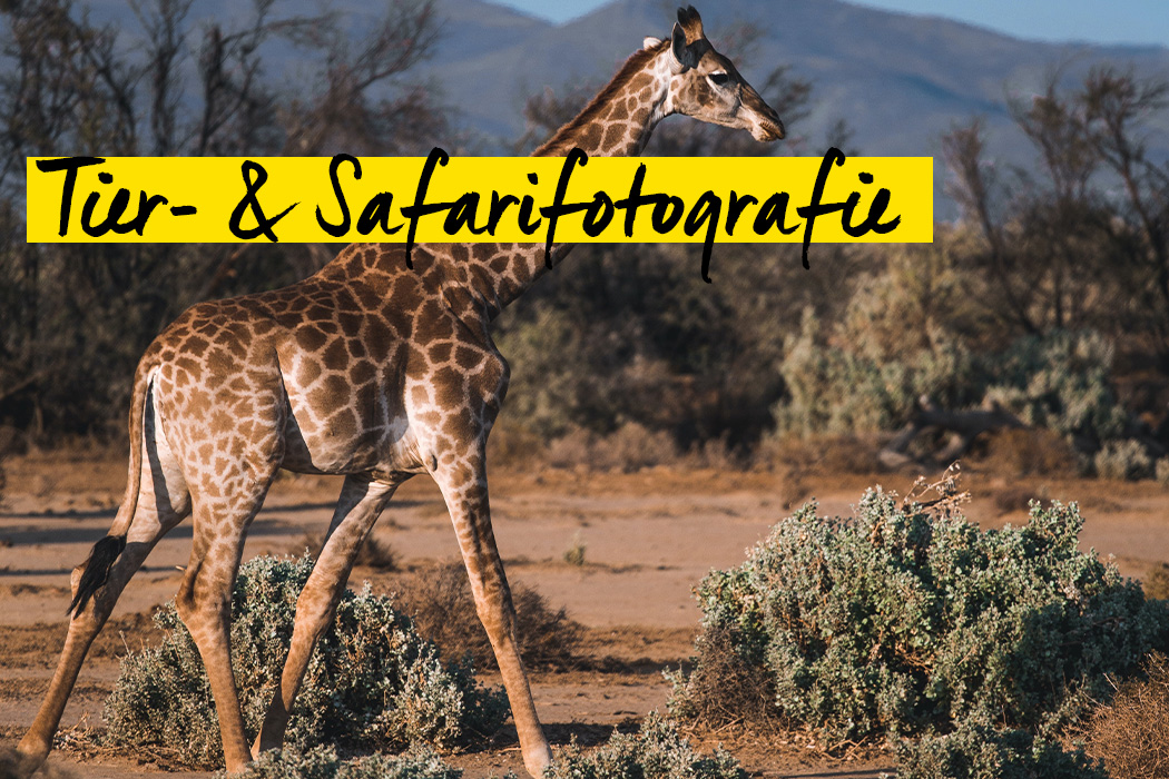Tipps für Tier- & Safarifotografie