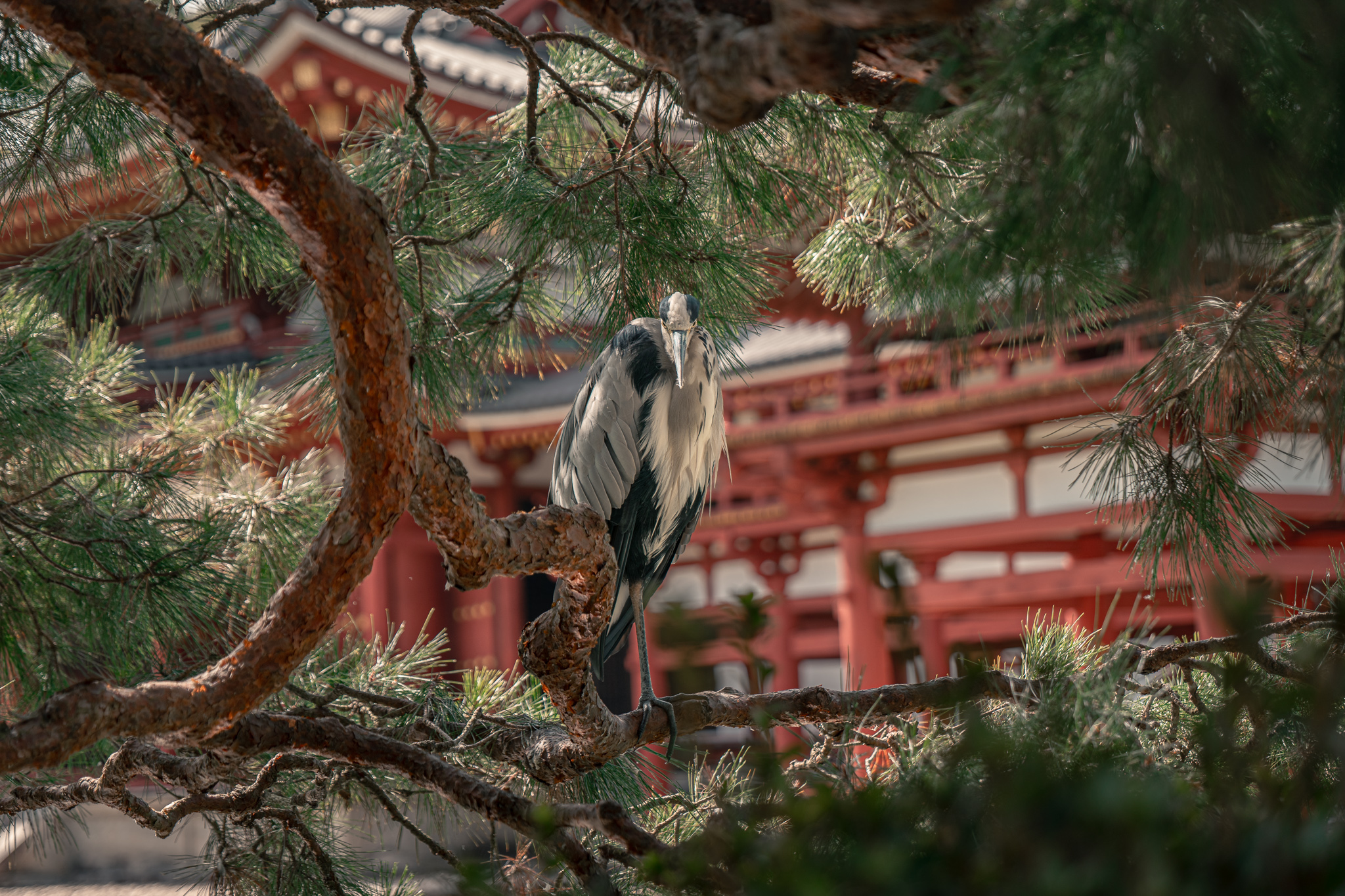 Uji ByÅdÅ-in mit Kranich und dem 24-105mm bei f4