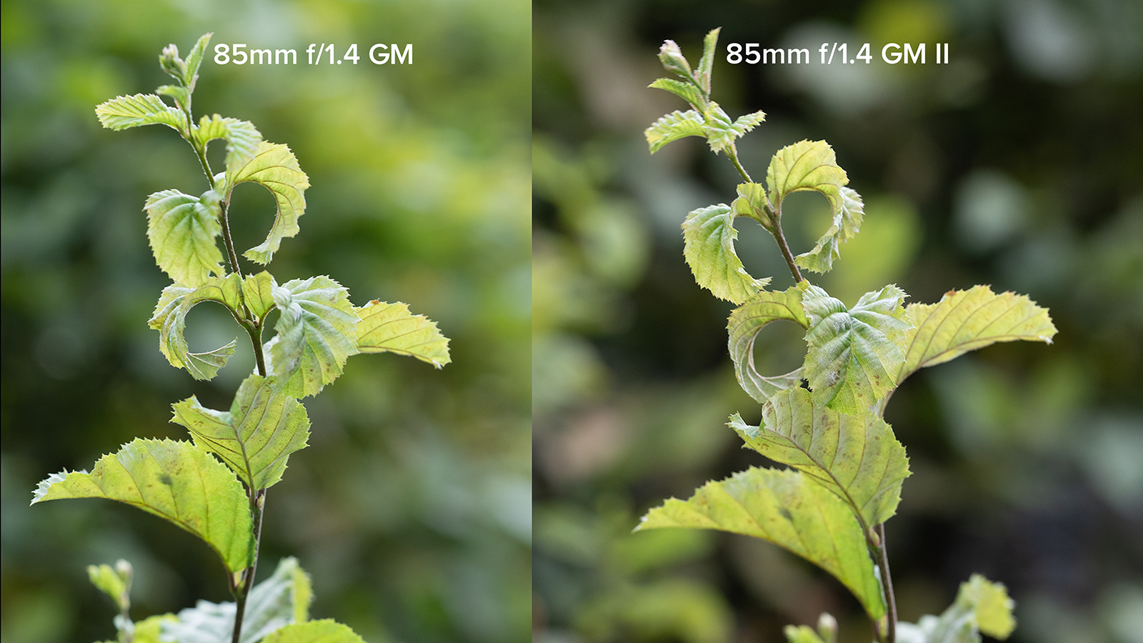 Vergleich 85mm f 1.4 GM I und II