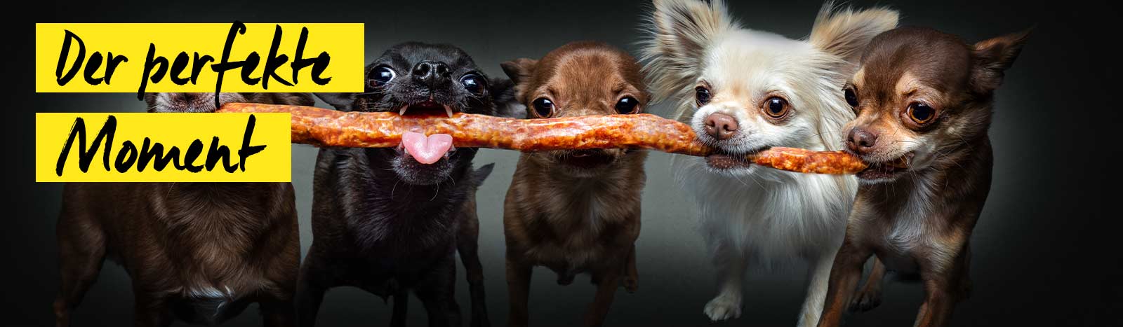 Vieler Photography Hundeportraits