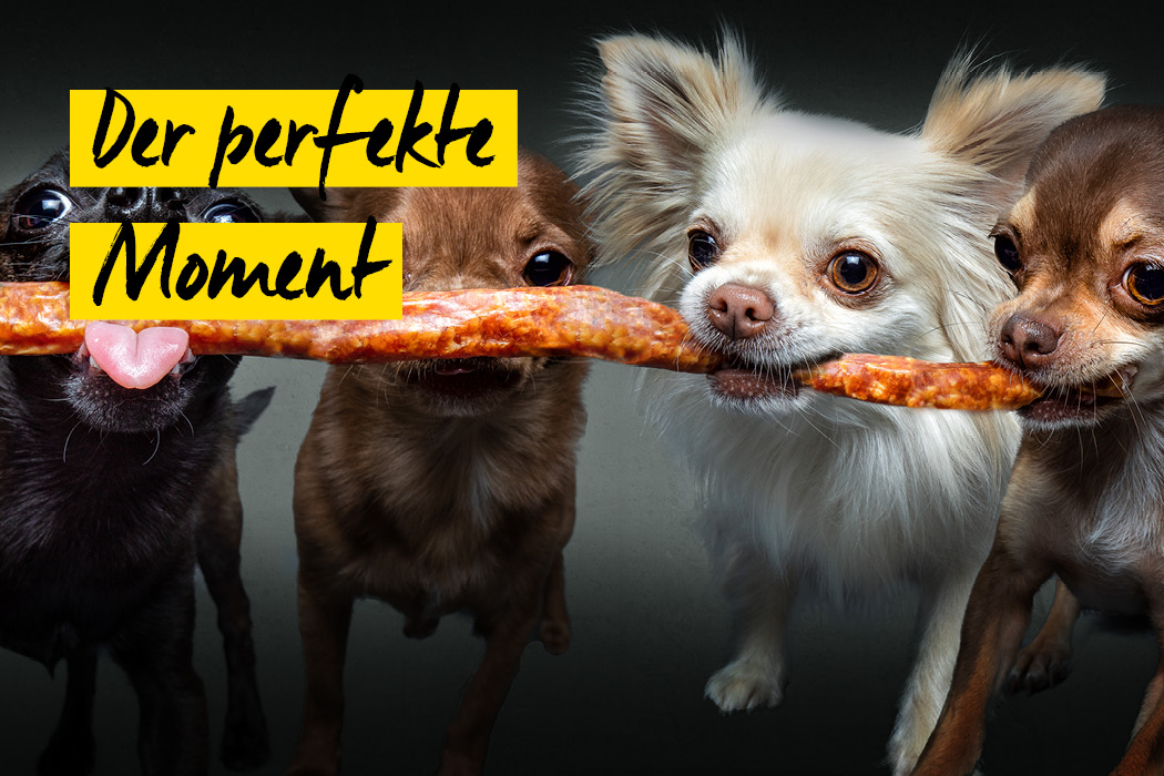 Schnappschuss 67:Der perfekte Moment