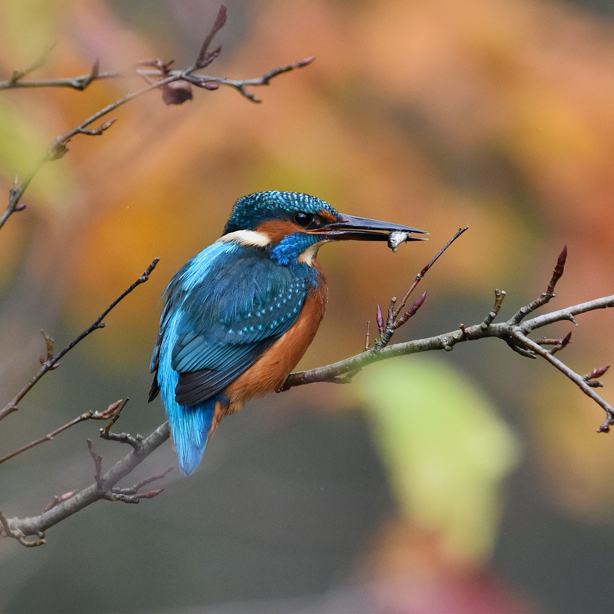 Eisvogel bei der Jagd beobachten