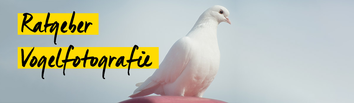 Ratgeber für die Vogelfotografie Ratgeber für die Vogelfotografie