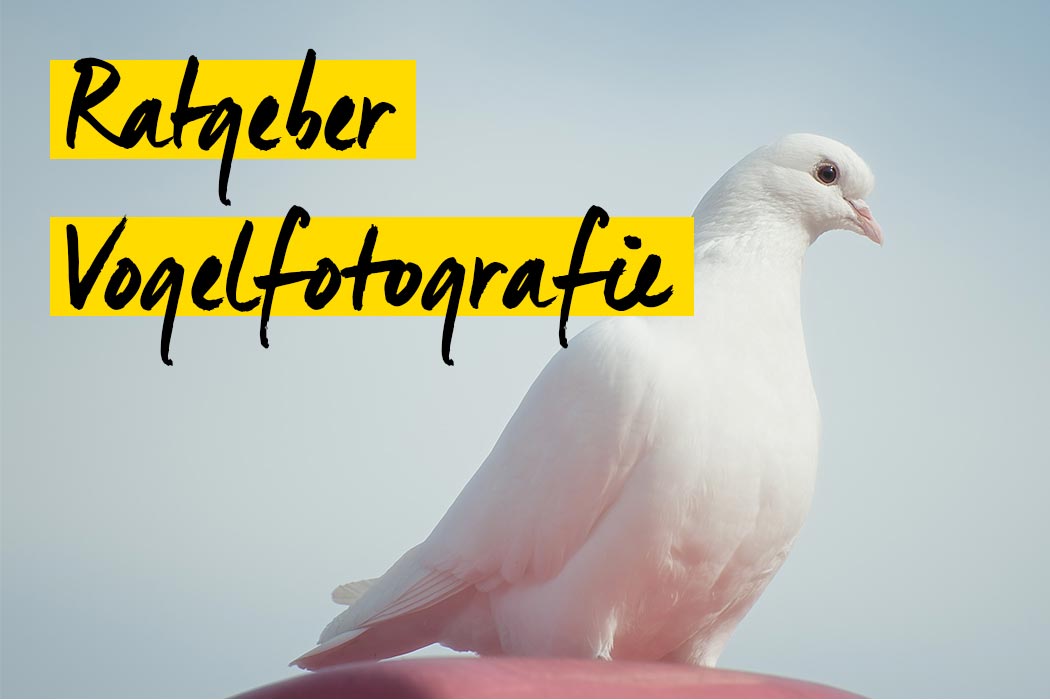 Ratgeber für die Vogelfotografie