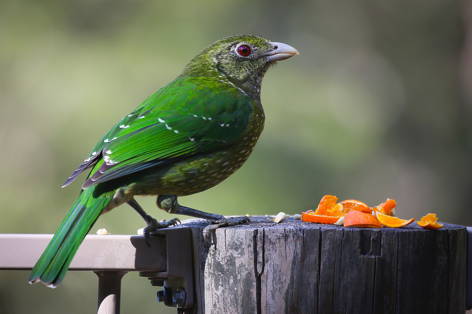 Futterstelle für die Vogelfotografie aufstellen